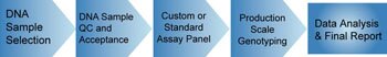 custom or standard genotyping service work flow chart